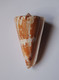 Conus Voluminalis - Coquillages