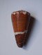 Conus Litoglyphus - Coquillages