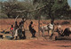 &22 Gambie Gambia Afrique At Village Well Puits Bovidé Bovidés - Gambie