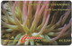 St. Vincent - C&W (GPT) - Giant Sea Anemone - 52CSVG - 1996, 9.900ex, Used - St. Vincent & Die Grenadinen