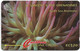 St. Vincent - C&W (GPT) - Giant Sea Anemone - 101CSVB - 1996, 10.000ex, Used - Saint-Vincent-et-les-Grenadines