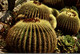 PRINCIPAUTE AU MONACO LE JARDIN EXOTIQUE ECHINOCACTUS GRUSONII (CACTEE MEXIQUE) - Cactusses