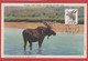 Canada - Carte Maximum - A Bull Moose -1953 - Maximumkaarten