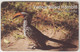 ΝΑΜΙΒΙΑ - Yellow Billed Hornbill (Bird) ,20 $ ,used - Namibia