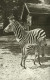 ZEBRA * BABY ZEBRA * ANIMAL * ZOO & BOTANICAL GARDEN * BUDAPEST * KAK 0234 661 * Hungary - Zebre