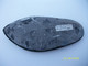 Fossile BRESIL 560 Grs 20x9cms - Fossiles