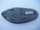 Fossile BRESIL 560 Grs 20x9cms - Fossilien