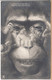 Studentika, Studenten, Bier, Affe, Schau Du Dir Diesen Affen An, 1910 - Ecoles