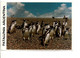 ARGENTINE AFFRANCHISSEMENT COMPOSE SUR CARTE DE PATAGONIE POUR LA FRANCE 2004  PINGOUINS - Brieven En Documenten