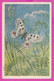 279951 / Ostrowy, Poland Illustrator Roman Owidzki - Niepylak Apollo (Parnassius Apollo) Insects Butterfly PC 1952 - Papillons