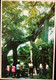 MACAU 70'S TWIN TREE INSIDE THE TEMPLE OF KUNYAM #403 - Macau