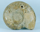 Fossil - Ammonite (Madagascar) - Lot. 870 - Fossiles