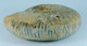 Fossil - Ammonite (Madagascar) - Lot. 870 - Fossilien