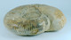 Fossil - Ammonite (Madagascar) - Lot. 870 - Fossilien