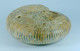 Fossil - Ammonite (Madagascar) - Lot. 870 - Fossilien