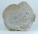 Fossil - Legno Fossile Pianta Sambuco (Madagascar) - Lot. 876 - Fossiles