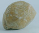 Delcampe - Fossil - Terebratula - Brachiopode (Francia) - Lot. 877 - Fossiles