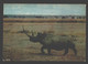 Africa - Rhinoceros - Neushoorn