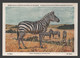 Le Zèbre / Zebra - Musée Royal D'histoire Naturelle De Belgique - Zebras