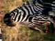 ZEBRA  SUD AFRIA  BIRD  OXPECKER VB1997  STAMP TIMBRE  BUFFALO  IV1496 - Zebre