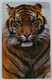 UK - Great Britain - McCorquodale Card Technology Ltd - Tiger - 1994 - Sample - R - [ 8] Ediciones De Empresas