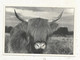 Cp, Publicité , AUBERGE DE LA QUEUE DE VACHA,87, PEYRILHAC ,vache écossaise,2 Scans - Publicité