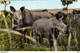 RHINOCÉROS    FAUNE AFRICAINE  Rhinocéros Blancs  Carte Photo.  DAKAR  TBE - Rhinocéros