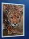 Belize . Jaguar-  Old Postcard - 1990s - Belize