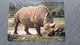 NEUSHOORN   RHINOCEROS - Rinoceronte