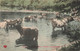 CPA En Auvergne - Vaches à La Baignade - Imprimerie De La Havane - Ambulant - Cows