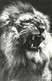 LION * ANIMAL * ZOO & BOTANICAL GARDEN BUDAPEST * KAK 0214 771 * Hungary - Lions