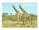 61/ CP Rép. Centrafricaine : Faune Africaine : Girafes - Centrafricaine (République)