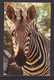 ENGLAND - Zebra At London Zoo Unused Postcard - Cebras