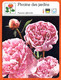 PIVOINE DES JARDINS Fleurs Des Jardins Fiche Illustrée Documentée Fleur - Other & Unclassified