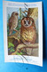 Uil. Hibou Chouette Owl. Lot X 9 Piece/stuks Illustrateur Artist.  Dupond H. - Namur