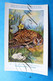 Delcampe - Uil. Hibou Chouette Owl. Lot X 9 Piece/stuks Illustrateur Artist.  Dupond H. - Namur