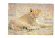 Cpm - Botswana - Lionne - Lioness - Chobe National Park - 1987 - - Botsuana