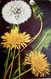 CPA  FLEUR PISSENLIT , PLANTE Et GLOBE De GRAINES ,1909 , DANDELION WITH GLOBE OF DAWN OLD PC - Geneeskrachtige Planten