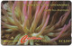 St. Vincent - C&W (GPT) - Giant Sea Anemone - 142CSVC (Dashed  Ø), 1997, 15.000ex, Used - St. Vincent & The Grenadines