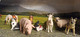 COFFRET FIGURINES SCHLEICH  De Qualité 7 ANIMAUX FARM LIFE Ref 41398 Cochon Chèvre Mouton Chats Coq Chien LOT OCCASION - Andere & Zonder Classificatie