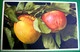 CPA PIRUS MALUS . POMME .  POMMES SUR BRANCHE . APFEL . APPLE   OLD PC - Heilpflanzen