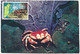 Belize & Maxmum Cardi, Coral Crab, Carpilius Corallinus Belize 1983 (8080) - Belice