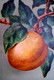 CPA  FRUITS BEL ABRICOT  . APRICOT FRUIT .  OLD PC - Heilpflanzen