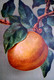 CPA  FRUITS BEL ABRICOT  . APRICOT FRUIT .  OLD PC - Geneeskrachtige Planten