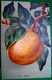 CPA  FRUITS BEL ABRICOT  . APRICOT FRUIT .  OLD PC - Heilpflanzen