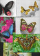 Lot 14 CP Papillons - Papillons