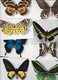 Lot 14 CP Papillons - Papillons