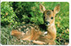 Sous Bois Biche Animal Carte  Calendrier Calendar 1997 France  (salon 169) - Altri & Non Classificati