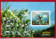 India 2006 Complete/ Full Set Of 6 Mini/ Miniature Sheets Year Pack Birds Flowers Art Dance Aroma MINIATURE SHEET MS MNH - Oies