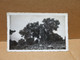 ILE ROUSSE (20) Carte Photo Arbre Remarquable - Other & Unclassified